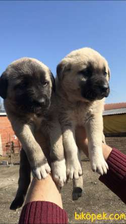 Devasa Safkan Kangal Yavrular 3