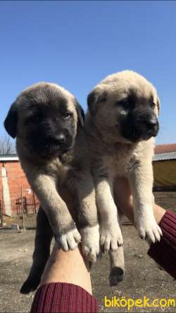 Devasa Safkan Kangal Yavrular 1