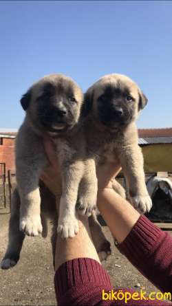 Devasa Safkan Kangal Yavrular 4