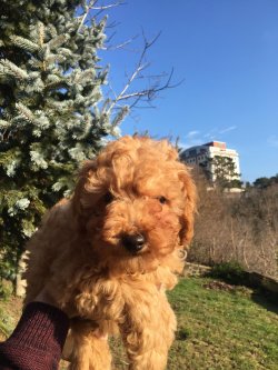 Poodle Yavru 1