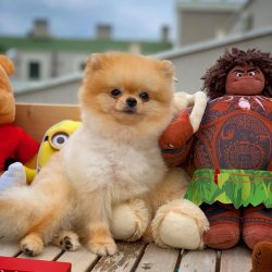 Scr/fcı Sertifikalı Pomeranian Boo Yetişkinlerimizden 1