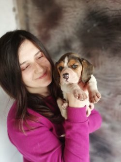 Minik Beagle Yavrulaeımız 1