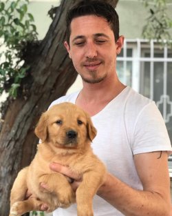 Satılık Baby Face Golden Retriever Yavruları 3