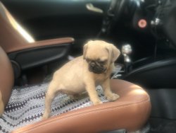 Pug Mops Yavru 2 Aylık Altınoluk, Çanakkale, Balıkesir 1
