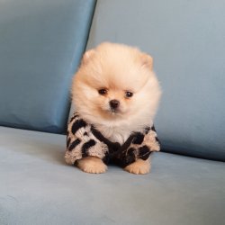 Pomeranian Boo Teddy Bear Yavrular 2