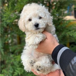 CREAM APRİCOT TOY POODLE YAVRULARIMIZ 2