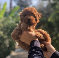 Red Ve Apricot Toy Poodle Yavrularimiz 1