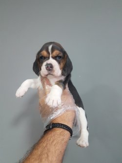 Satılık Elizabeth Beagle Yavru 1