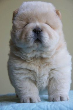 Satılık Beyaz Chow Chow Yavruları 2