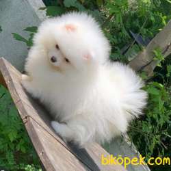 Dişi 2,5 Aylık Kartopu Pomeranian BOO Yavrumuz 1