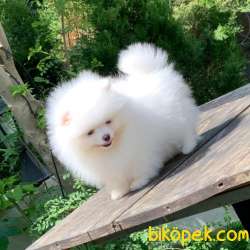 Dişi 2,5 Aylık Kartopu Pomeranian BOO Yavrumuz 3