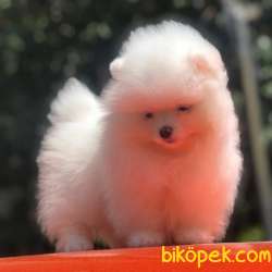 Dişi 2,5 Aylık Kartopu Pomeranian BOO Yavrumuz 2