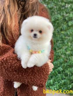 Dişi 3 Aylık Pomeranian Boo 5