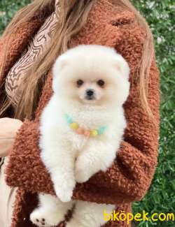 Dişi 3 Aylık Pomeranian Boo