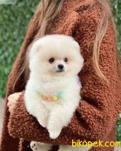 Dişi 3 Aylık Pomeranian Boo 2