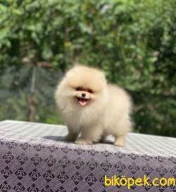 Dişi 4 Aylık Orjinal Pomeranian Boo 5