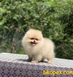 Dişi 4 Aylık Orjinal Pomeranian Boo 2