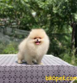 Dişi 4 Aylık Orjinal Pomeranian Boo