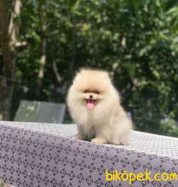 Dişi 4 Aylık Orjinal Pomeranian Boo 3