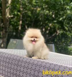 Dişi 4 Aylık Orjinal Pomeranian Boo 4