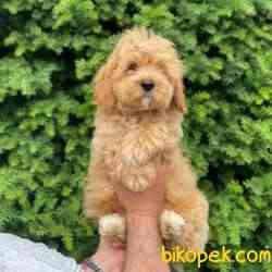 Dişi Apricot Maltipoo Yavru 3