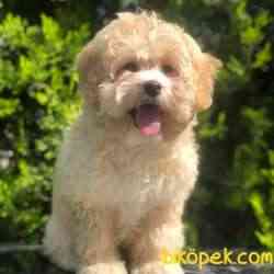 Dişi Apricot Maltipoo Yavru 2