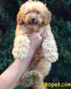 Dişi Apricot Maltipoo Yavru 1