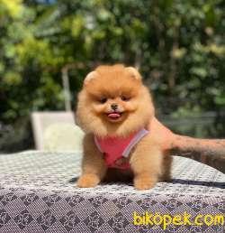 Dişi Ayıcık Surat Oranj Pomeranian Boo 3