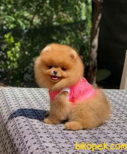 Dişi Ayıcık Surat Oranj Pomeranian Boo 2