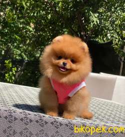 Dişi Ayıcık Surat Oranj Pomeranian Boo 5