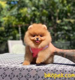 Dişi Ayıcık Surat Oranj Pomeranian Boo 4