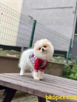 Dişi Ayıcık Surat Pomeranian Boo 4