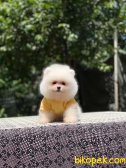 Dişi Ayıcık Surat Pomeranian Boo 2