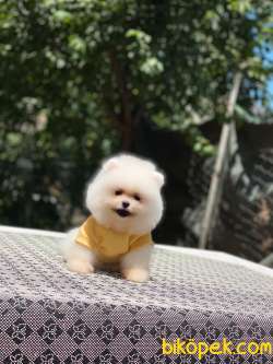 Dişi Ayıcık Surat Pomeranian Boo 5