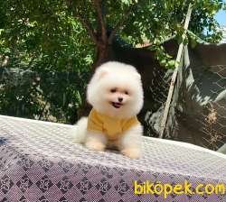 Dişi Ayıcık Surat Pomeranian Boo 4