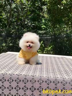 Dişi Ayıcık Surat Pomeranian Boo 3