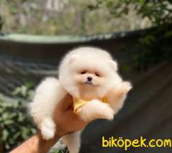 Dişi Ayıcık Surat Pomeranian Boo