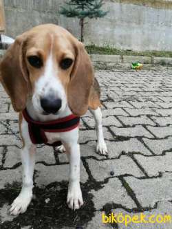 Dişi Beagle 5 Aylık Aşıları Tam 1