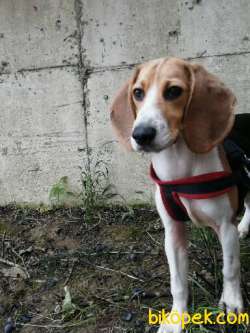 Dişi Beagle 5 Aylık Aşıları Tam 2