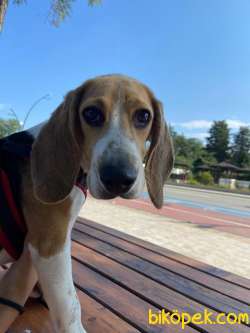 Dişi Beagle 5 Aylık Aşıları Tam 4