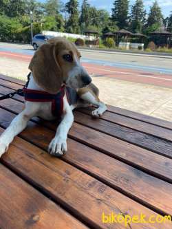 Dişi Beagle 5 Aylık Aşıları Tam 5