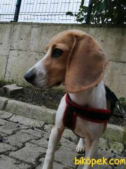 Dişi Beagle 5 Aylık Aşıları Tam 3
