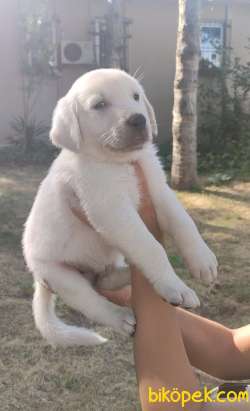 Dişi Bebek Yüzlü Şampanya Rengi Labrador Retriever Yavrular 3