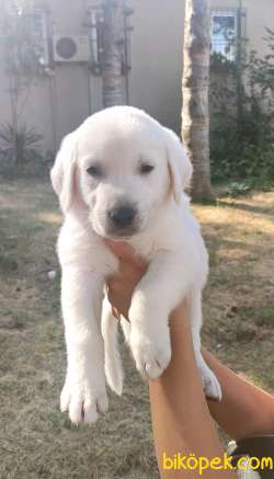 Dişi Bebek Yüzlü Şampanya Rengi Labrador Retriever Yavrular 2