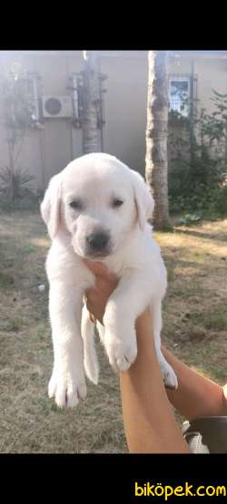 Dişi Bebek Yüzlü Şampanya Rengi Labrador Retriever Yavrular 1