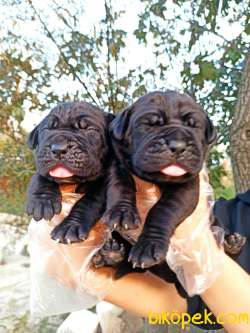 Dişi Blue-Siyah Cane Corso Yavrular 3