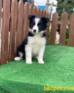 Disi Border Collie Yavrumuz Siyah Beyaz 2