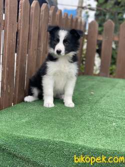 Disi Border Collie Yavrumuz Siyah Beyaz 1