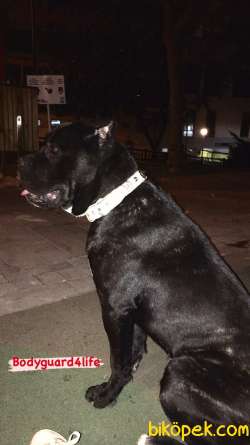 Dişi CANE CORSO 2