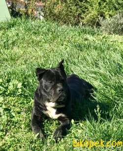Dişi CANE CORSO 1